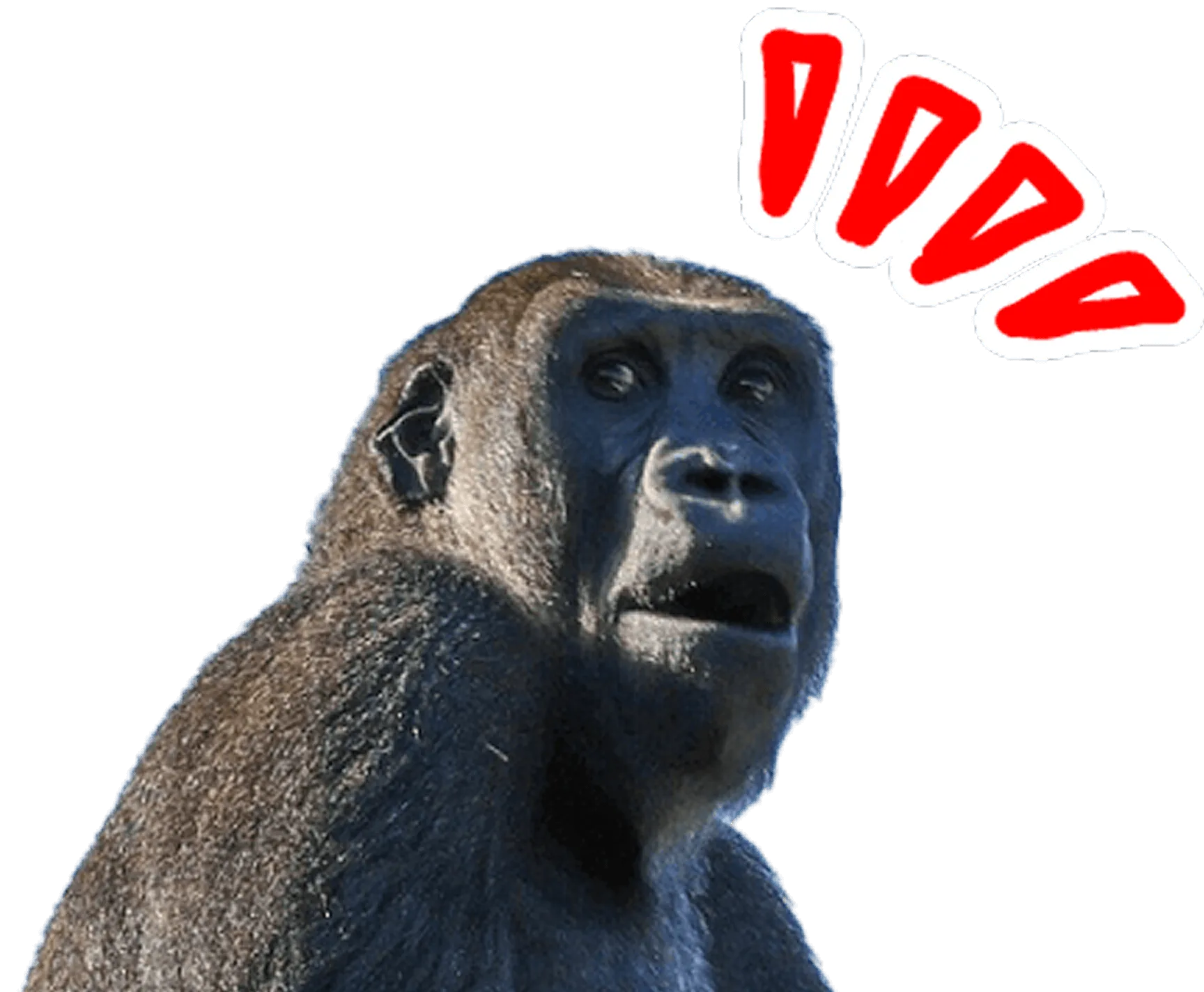 ゴリラが振り返って驚いている写真